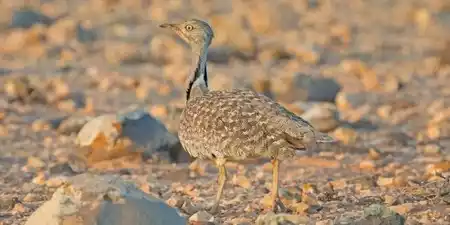 Avistamiento de aves en Fuerteventura