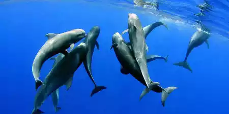 Observación de cetáceos