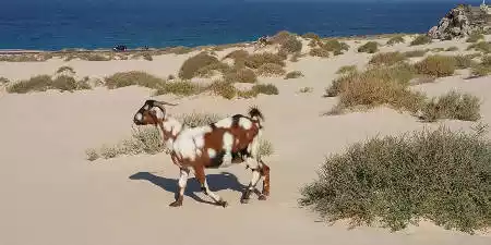 Fauna de Fuerteventura